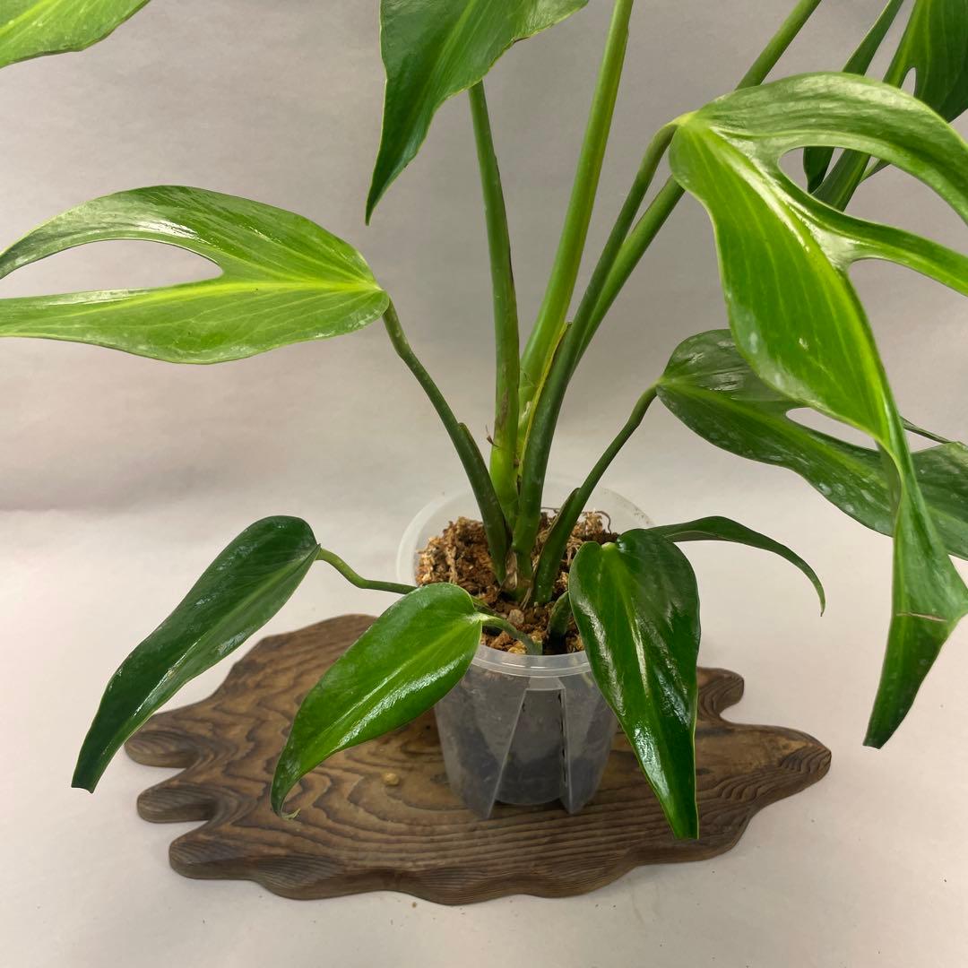 R*4様 a105モンステラ バールマルクスフレーム