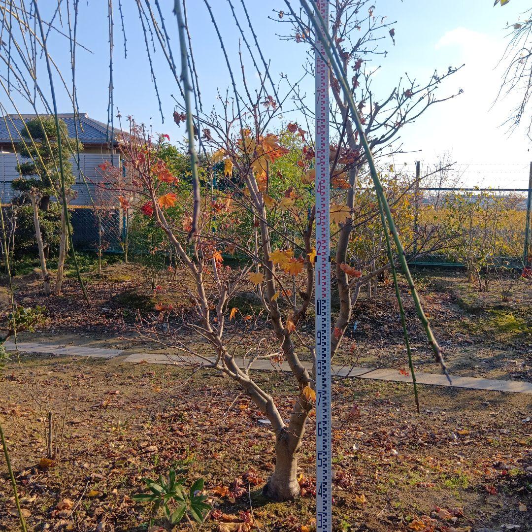 イタヤモミジ（持ち込み古い）