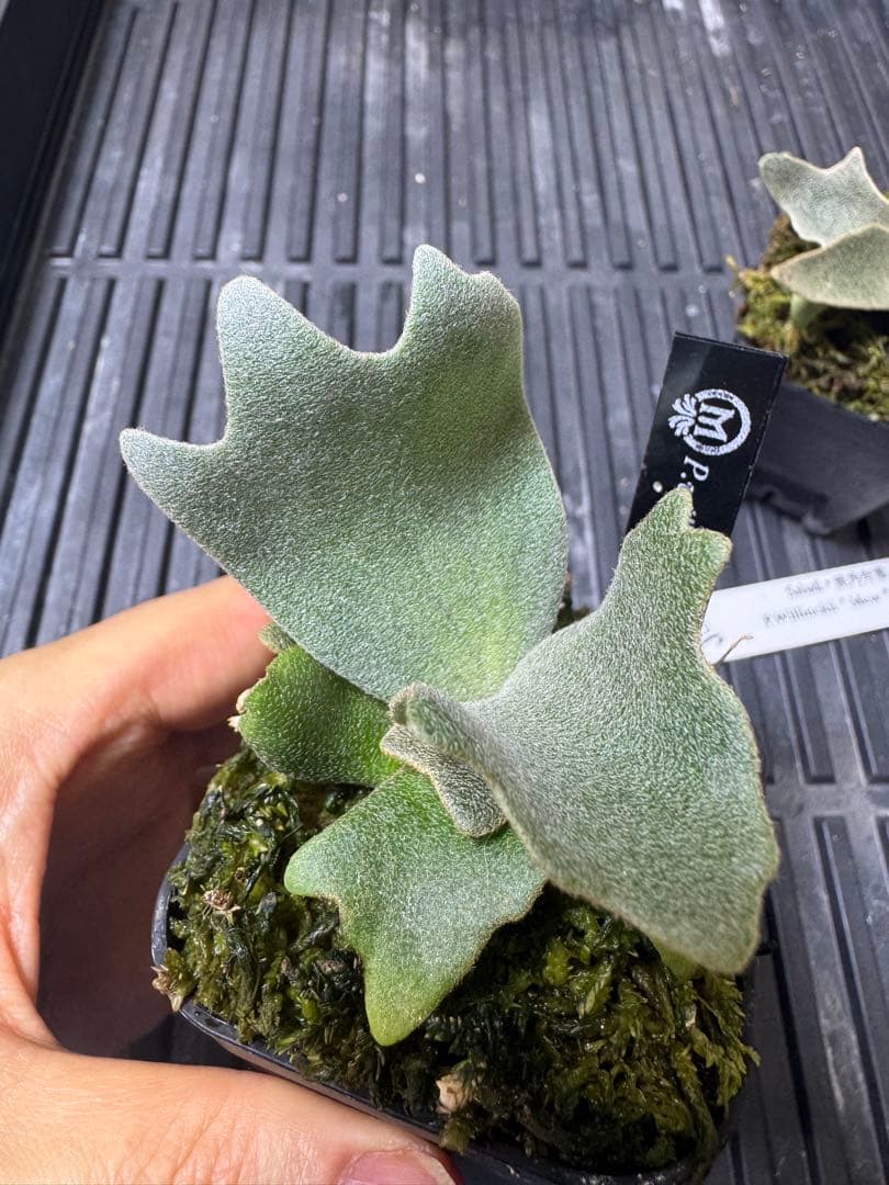 willinckii mew spore オリジナルタグ付