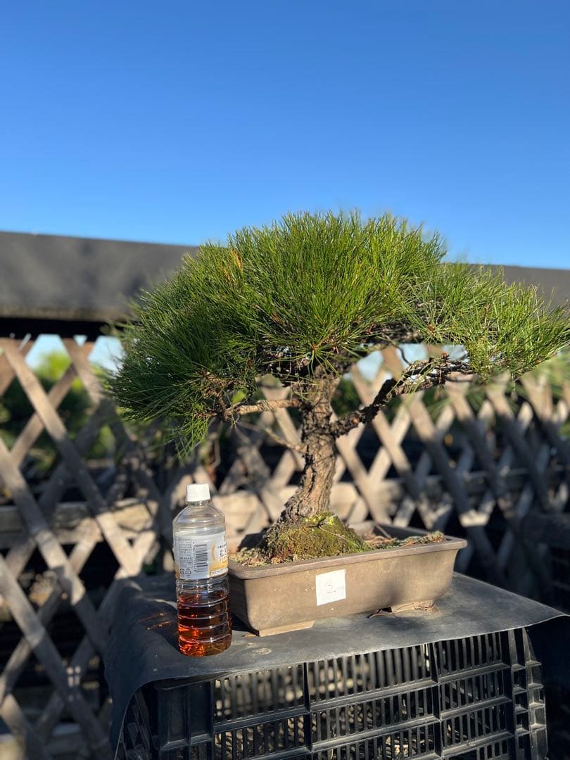 赤松　中品　極上　格安　樹齢約35年