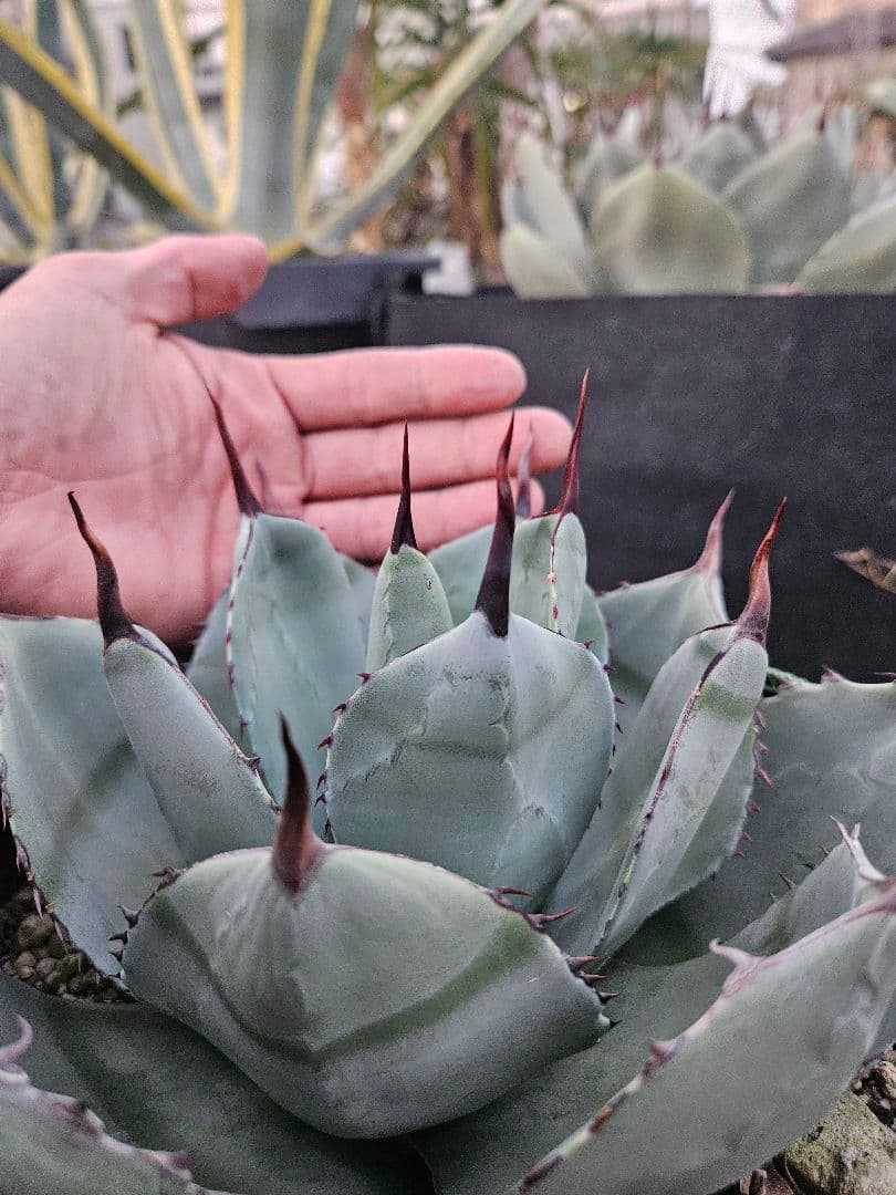 パリー　トランカータ　2株同梱　専用です。