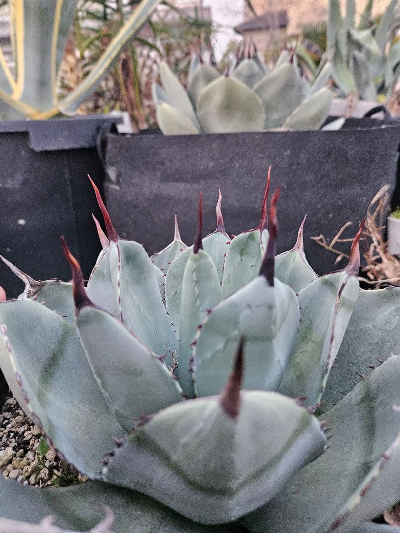 パリー　トランカータ　2株同梱　専用です。