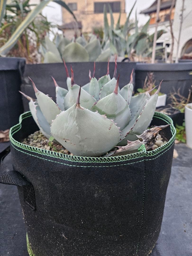 パリー　トランカータ　2株同梱　専用です。