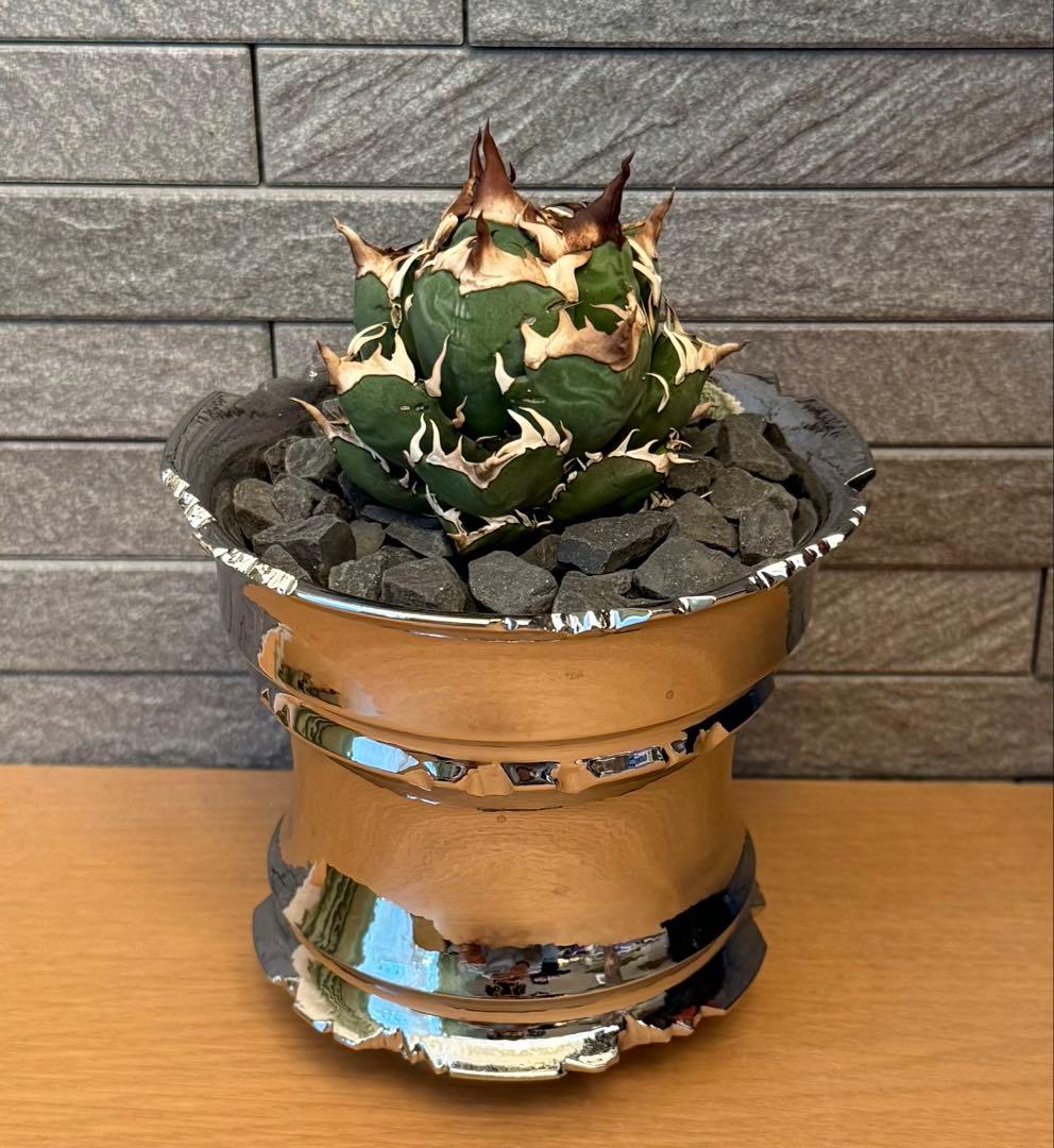 ちーやん アガベ チタノタ レッドキャットウィーズル 発根済【ゴル猫・丸型