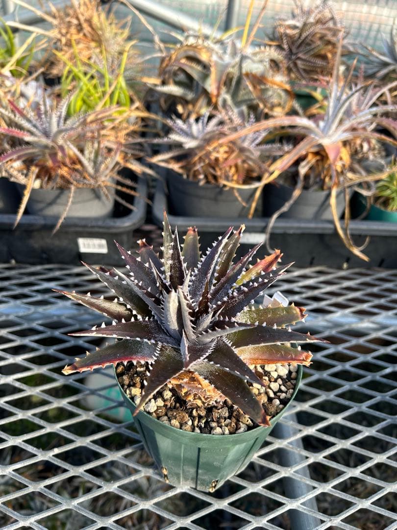 DBディッキア Arizona x BS, Paylen, Keswick ⑵