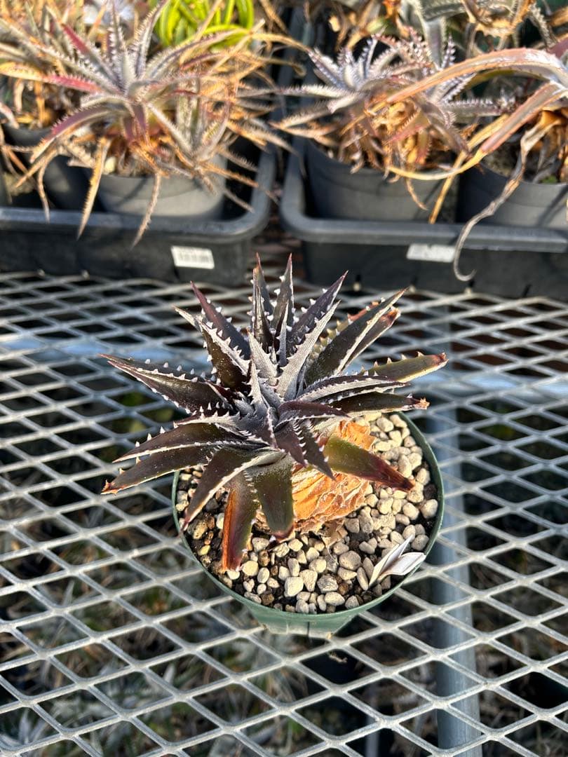 DBディッキア Arizona x BS, Paylen, Keswick ⑵