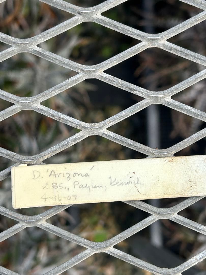 DBディッキア Arizona x BS, Paylen, Keswick ⑵