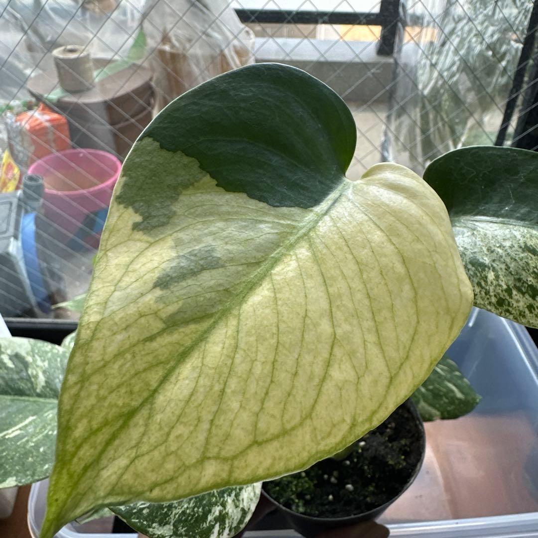 く*ま様 モンステラデリシオーサミント トリカラー 輸入株