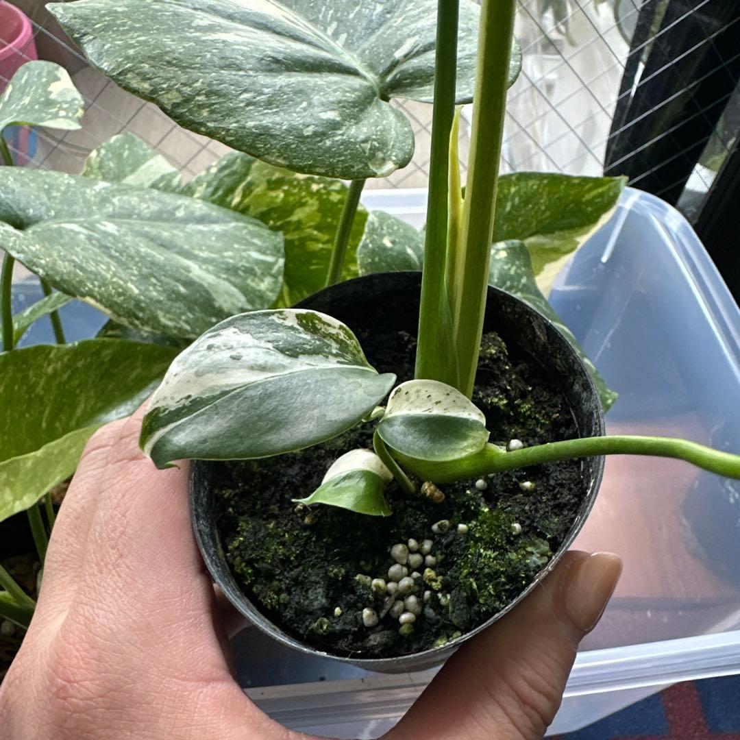 く*ま様 モンステラデリシオーサミント トリカラー 輸入株