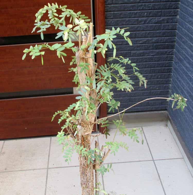 【現品】デロニクス・デカリー　Delonix decaryi　10号　４T番