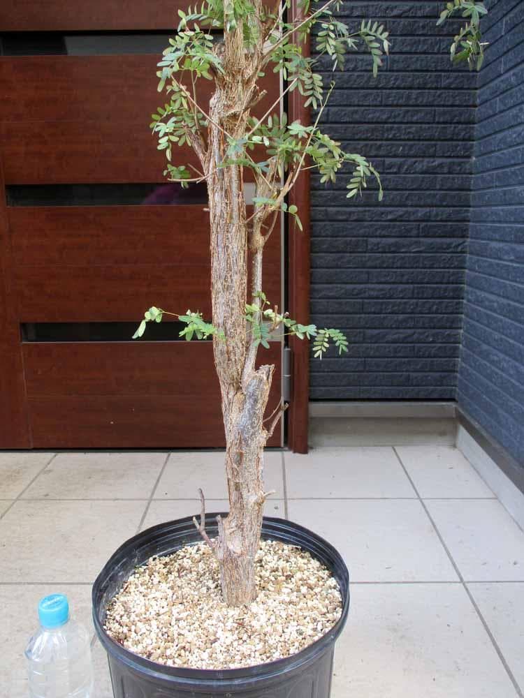 【現品】デロニクス・デカリー　Delonix decaryi　10号　４T番