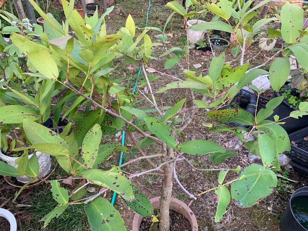 去年実たくさんなりました！超特大　台湾白玉レンブ　白玉蓮霧