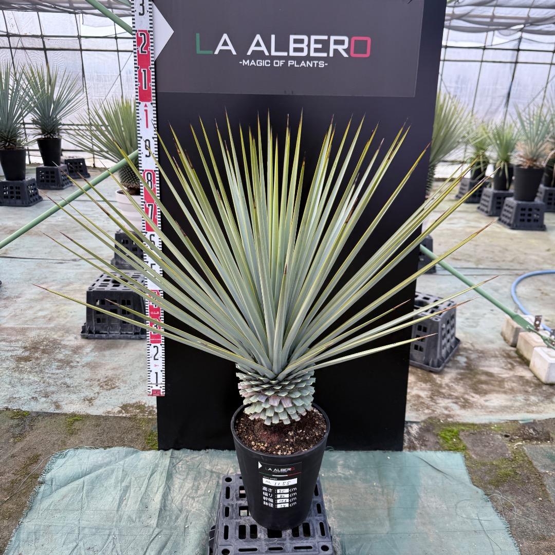 【AL1155】ユッカ　リギダ