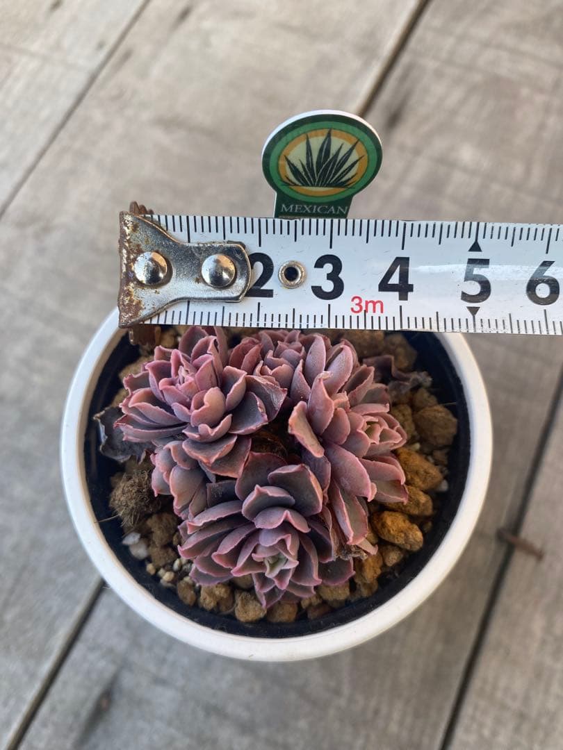 リクエスト　5頭群生　原種　チャザロイ　Chazaroi エケベリア