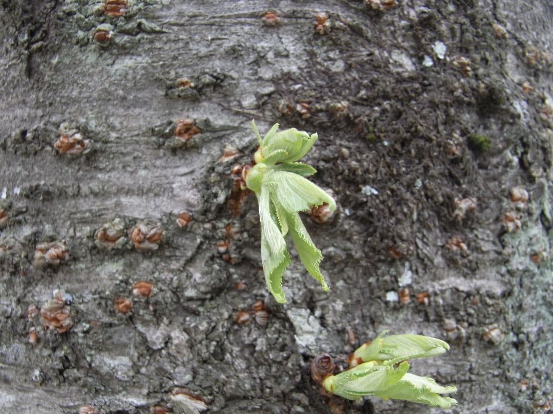 RICOH R10 コンデジ