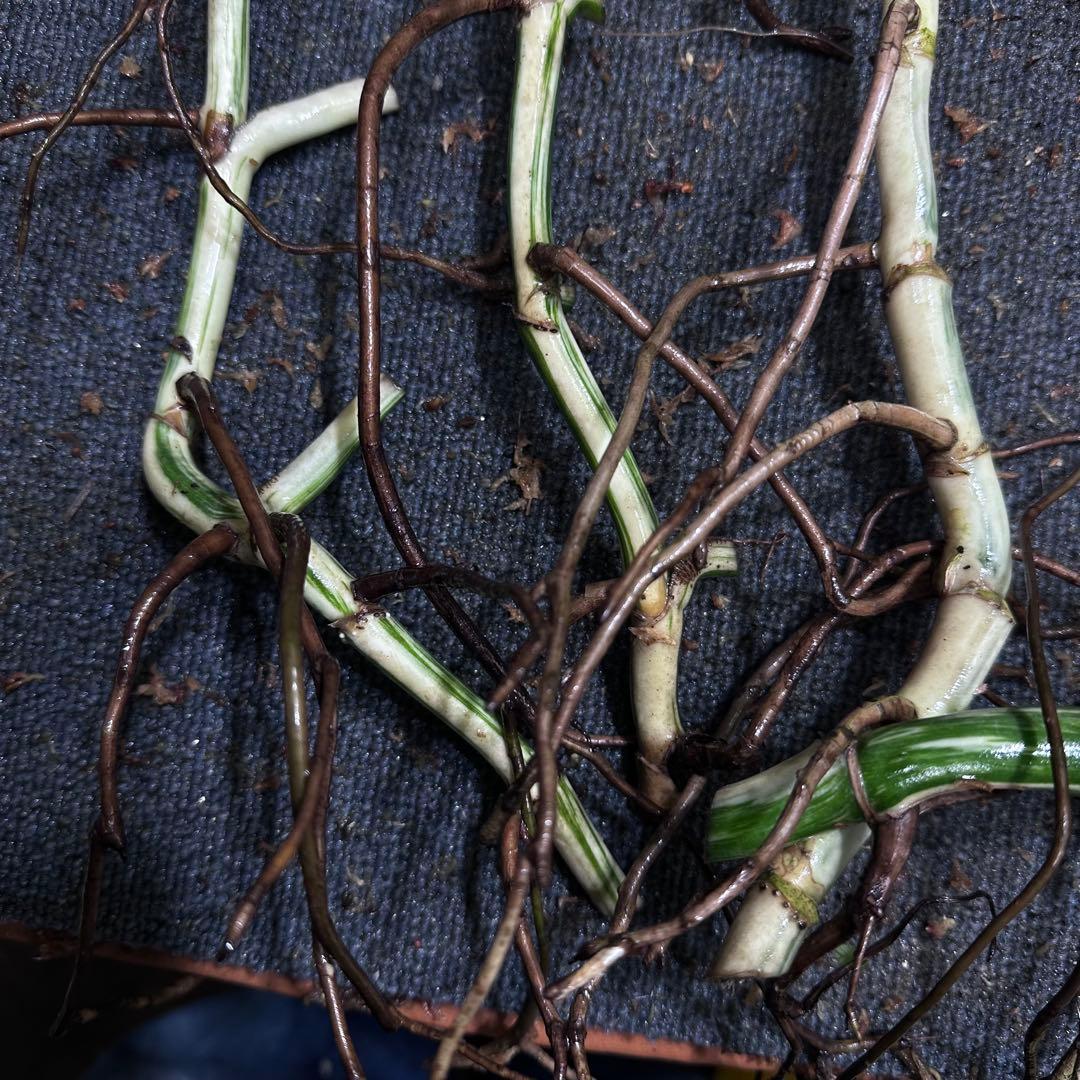 な*え様 斑入りモンステラホワイトタイガー大茎5株おまとめ