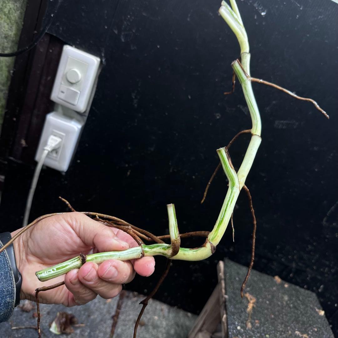 な*え様 斑入りモンステラホワイトタイガー大茎5株おまとめ