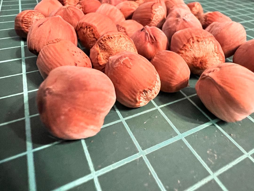 ヘーゼルナッツ ハシバミ 煮沸消毒済み クラフト用