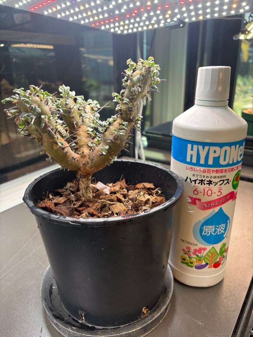 美形　特大　選抜　サルコカウロン　クラシカウレ　塊根　コーデックス