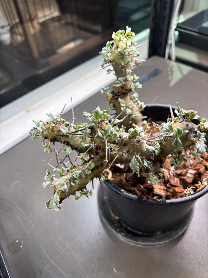 美形　特大　選抜　サルコカウロン　クラシカウレ　塊根　コーデックス