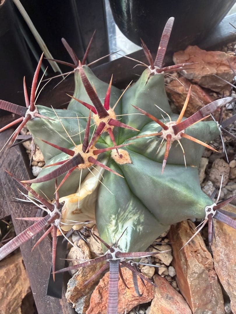 フェロカクタス刈穂玉錦　白斑入り◇アロエ多肉サボテン　ハオルチア　アガベ ユッカ