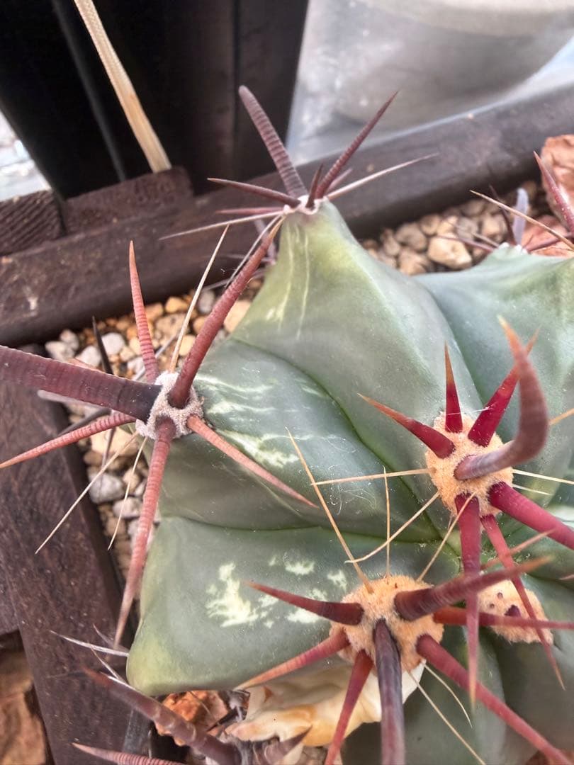 フェロカクタス刈穂玉錦　白斑入り◇アロエ多肉サボテン　ハオルチア　アガベ ユッカ