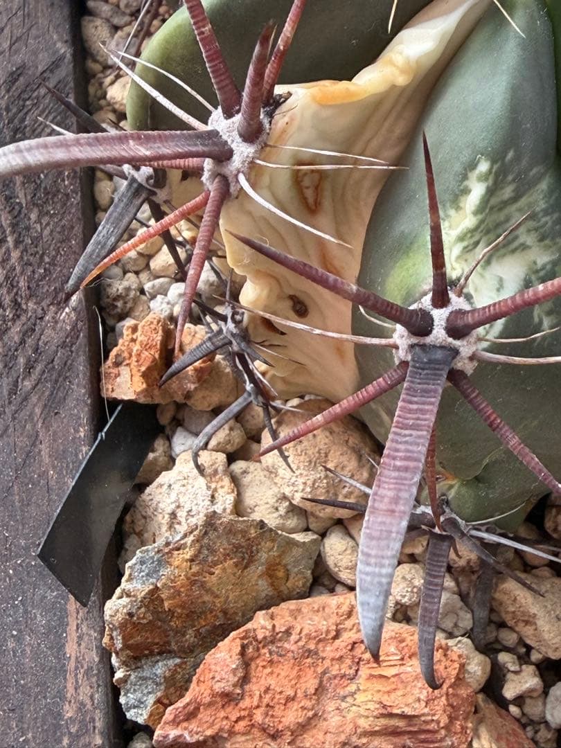 フェロカクタス刈穂玉錦　白斑入り◇アロエ多肉サボテン　ハオルチア　アガベ ユッカ