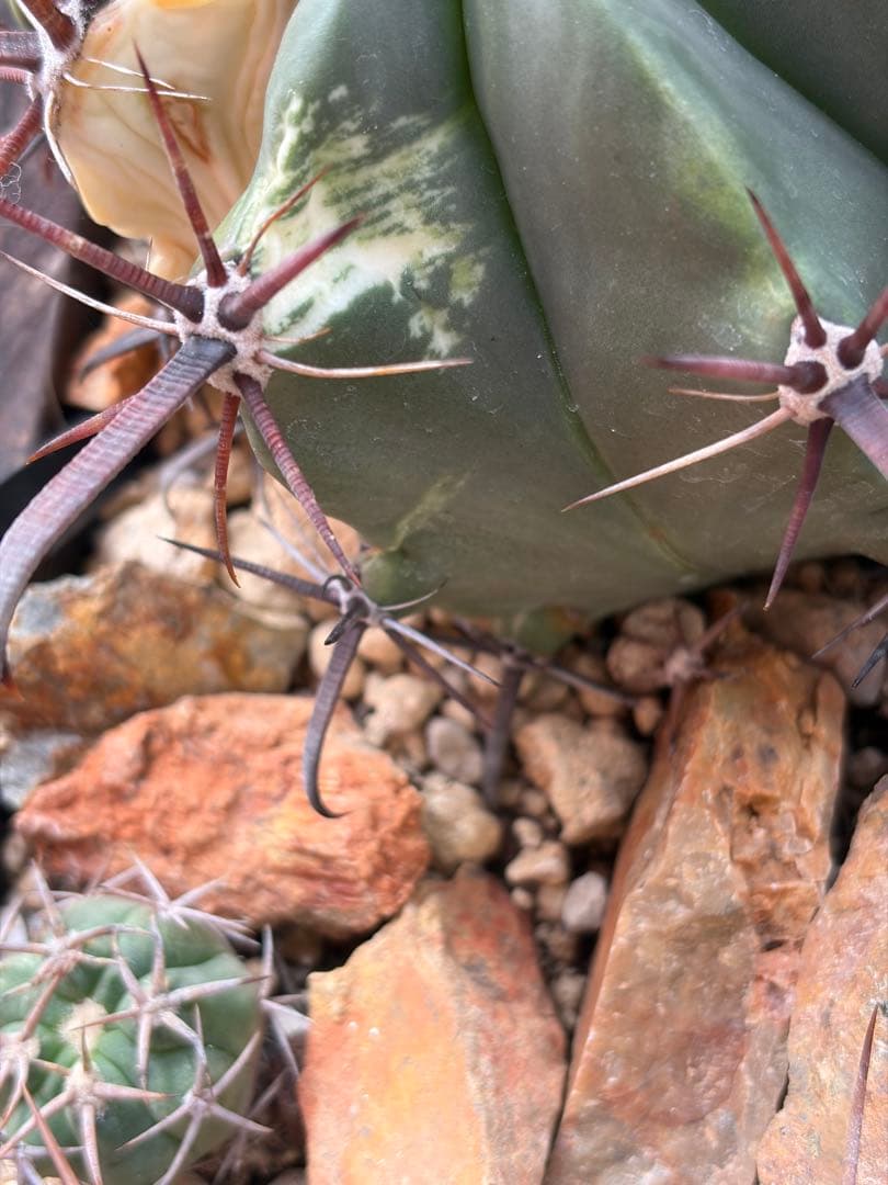 フェロカクタス刈穂玉錦　白斑入り◇アロエ多肉サボテン　ハオルチア　アガベ ユッカ