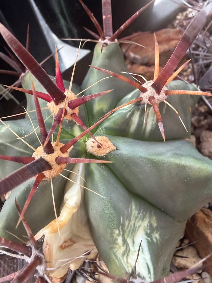 フェロカクタス刈穂玉錦　白斑入り◇アロエ多肉サボテン　ハオルチア　アガベ ユッカ