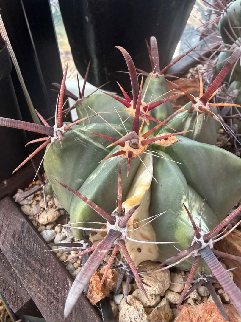 フェロカクタス刈穂玉錦　白斑入り◇アロエ多肉サボテン　ハオルチア　アガベ ユッカ