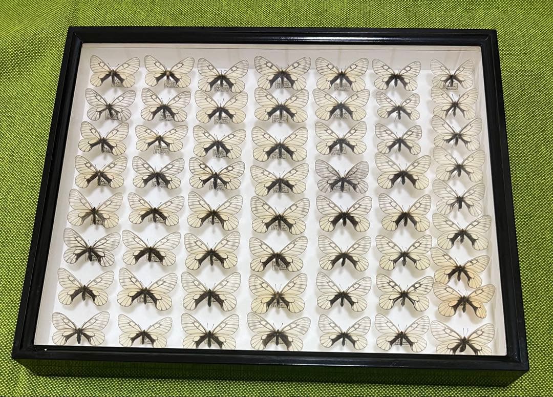 蝶標本希少ウスドイツガラス木箱現状品41x50x6cm写真がご確認してください