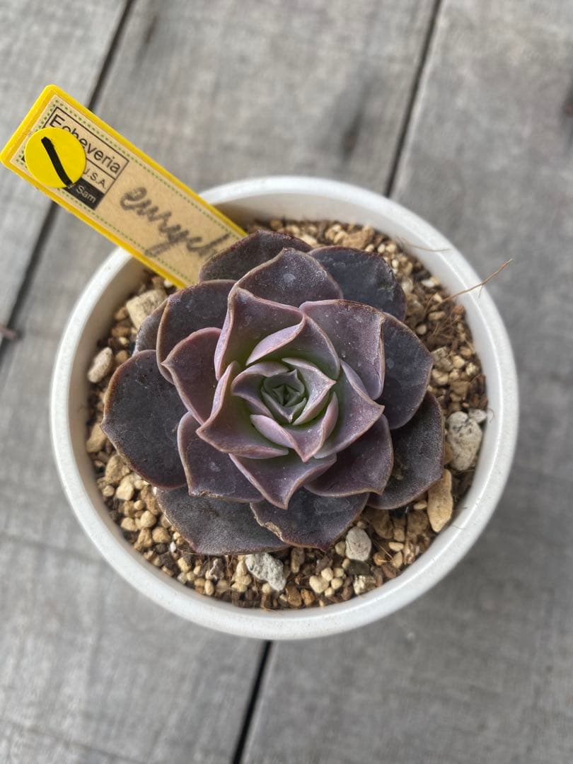 ① 希少丸葉タイプ　エリキュラミス