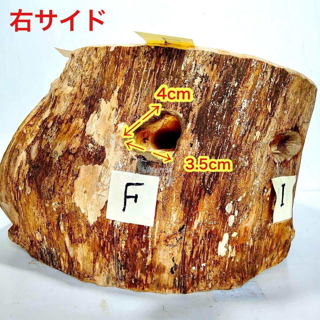 特大隠れ家　天然樹洞　登り木　クワリウム　クワガタ　止まり木　シェルター　エサ皿