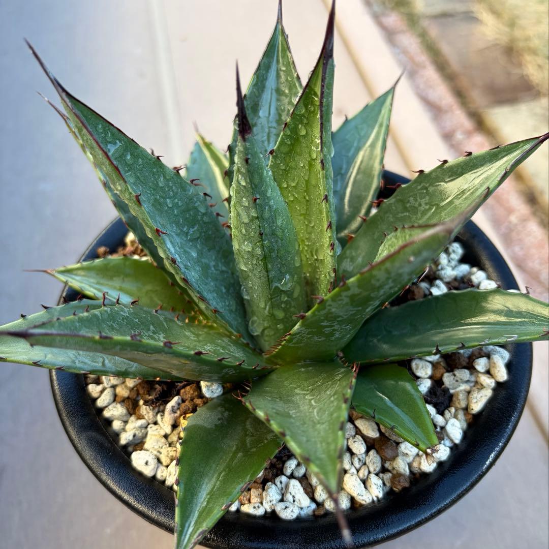 アガベ　レア　大株　美株　ショータイム