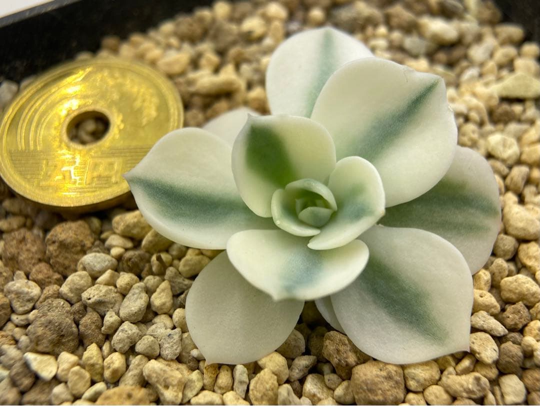 多肉植物　錦　ルノーディーン　カット苗　699