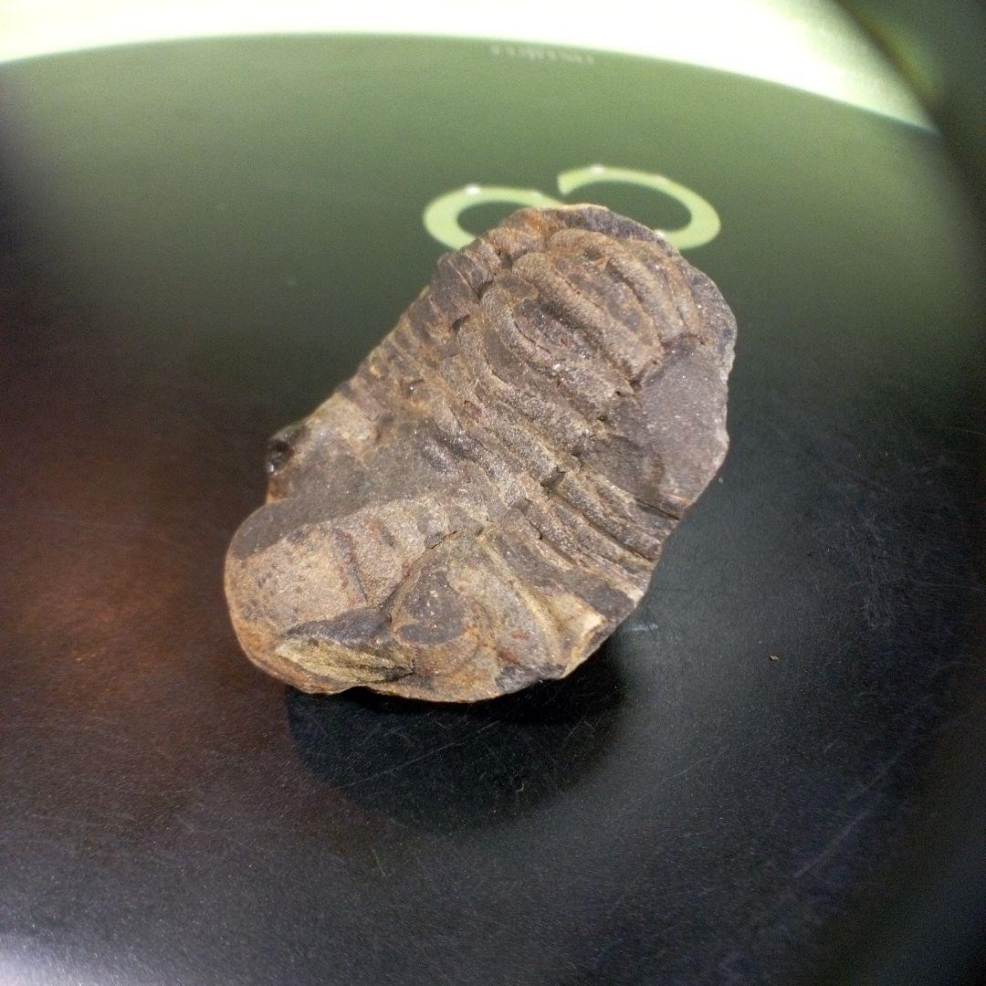 三葉虫　化石　fossil　ボリビア産　trilobite　三葉虫判別⑧