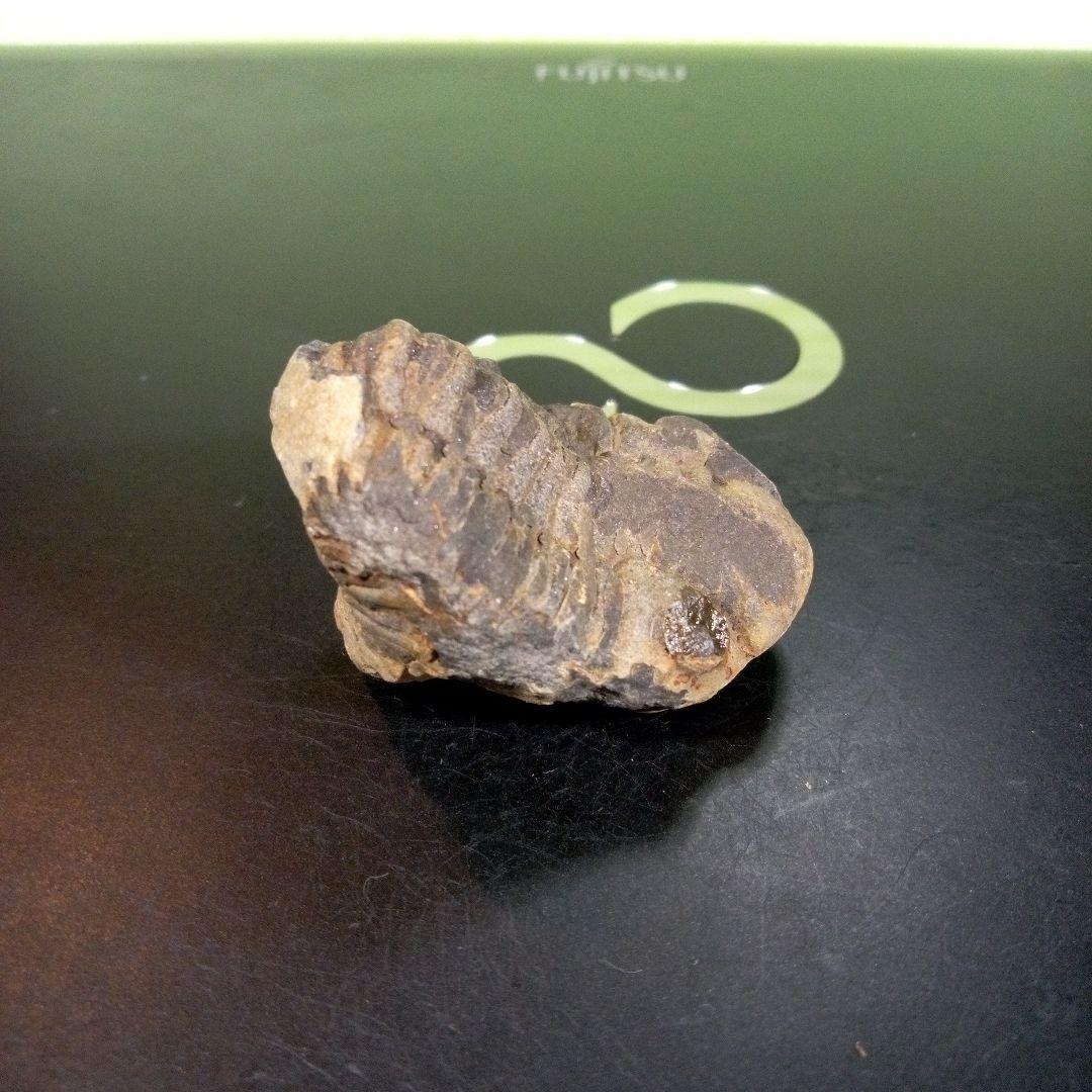 三葉虫　化石　fossil　ボリビア産　trilobite　三葉虫判別⑧