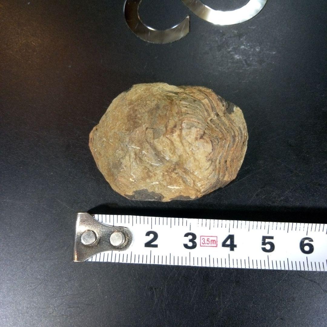 三葉虫　化石　fossil　ボリビア産　trilobite　三葉虫判別⑧