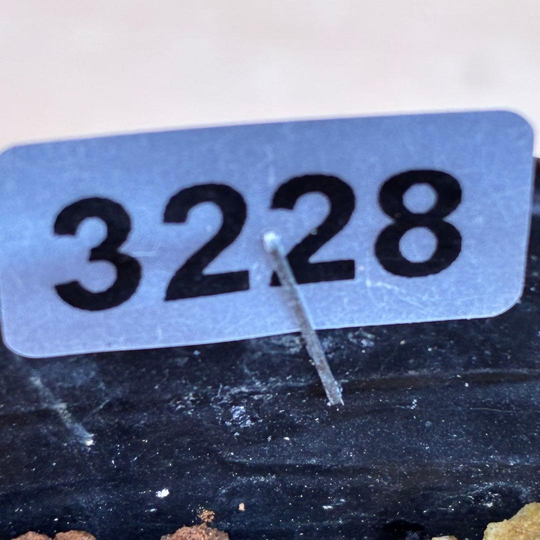 ま*️様 ☘️唯一無二☘️❤️根充実❤️新葉❤️3228⭐️まん丸⭐️大輪⭐️超