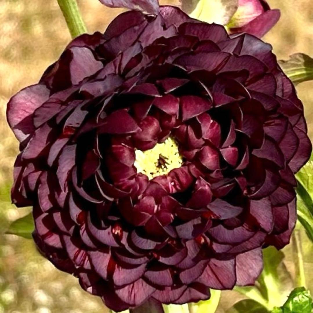 ま*️様 ☘️唯一無二☘️❤️根充実❤️新葉❤️3228⭐️まん丸⭐️大輪⭐️超