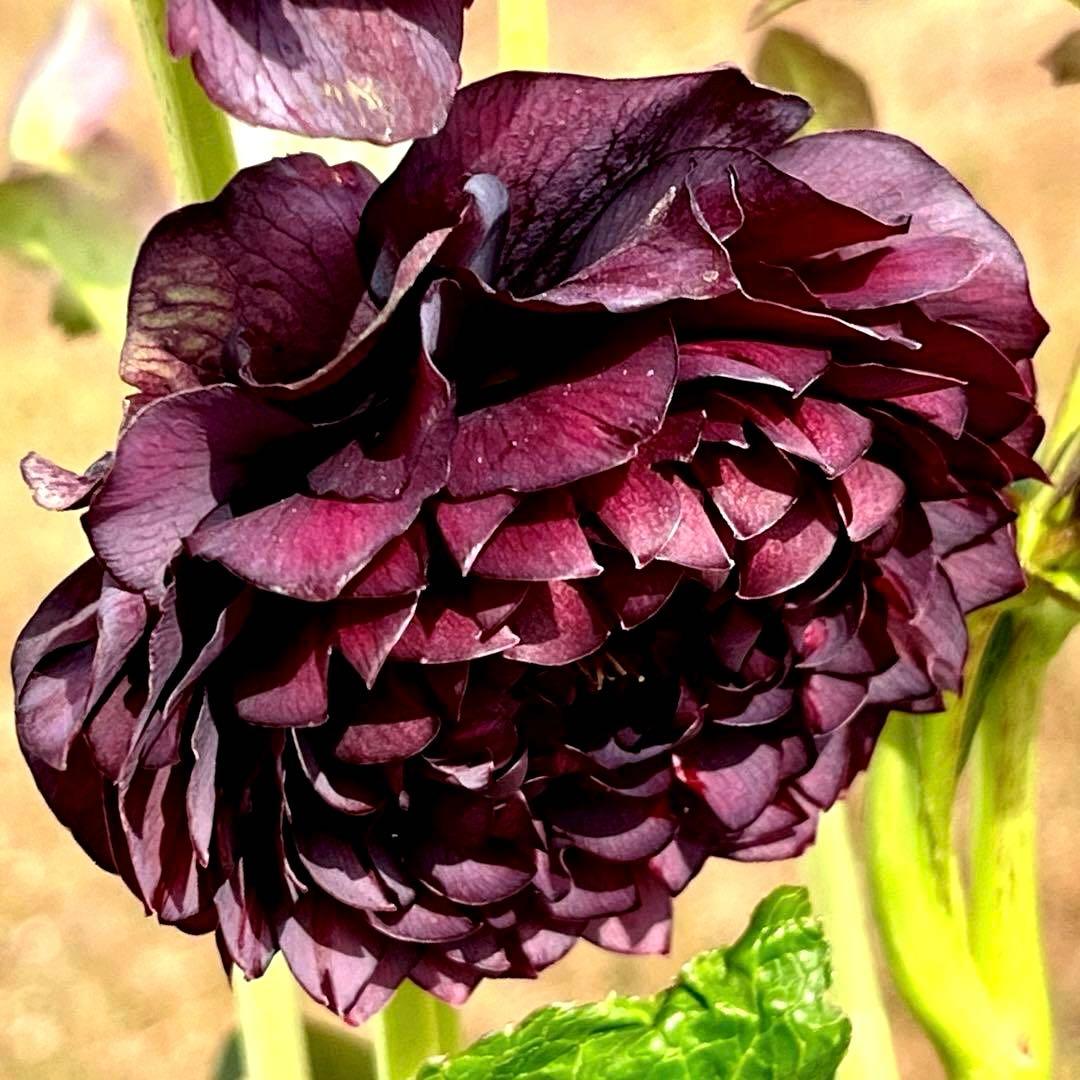 ま*️様 ☘️唯一無二☘️❤️根充実❤️新葉❤️3228⭐️まん丸⭐️大輪⭐️超