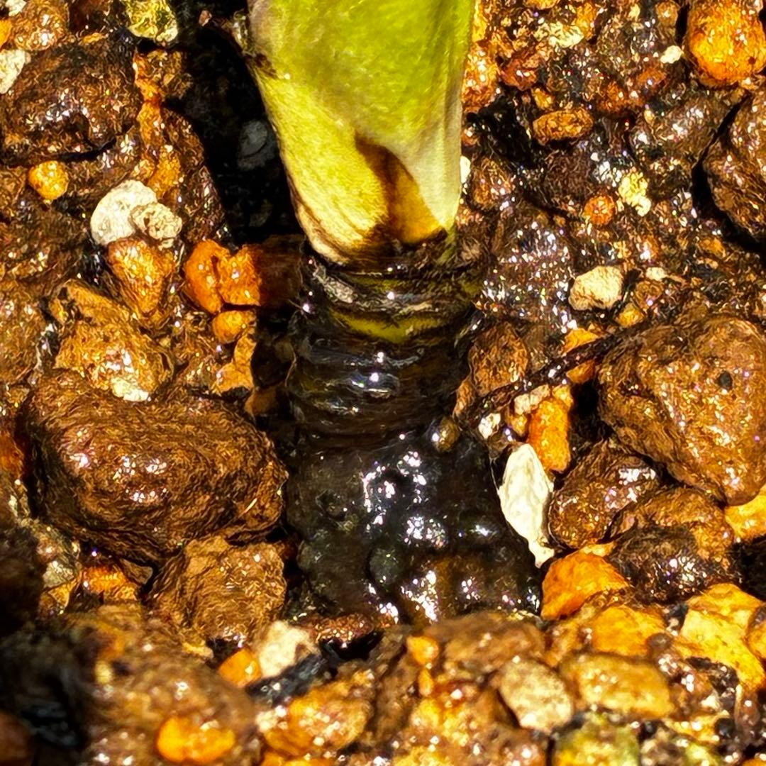 a*a様 3545☘️蕾花タグ付☘️超特殊☘️唯一無二☘️芳香⭐️小輪⭐️超キレ