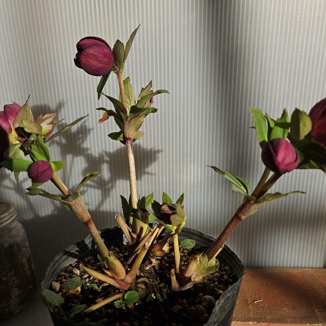 クマちゃん㉖-23㉖-43クリスマスローズ