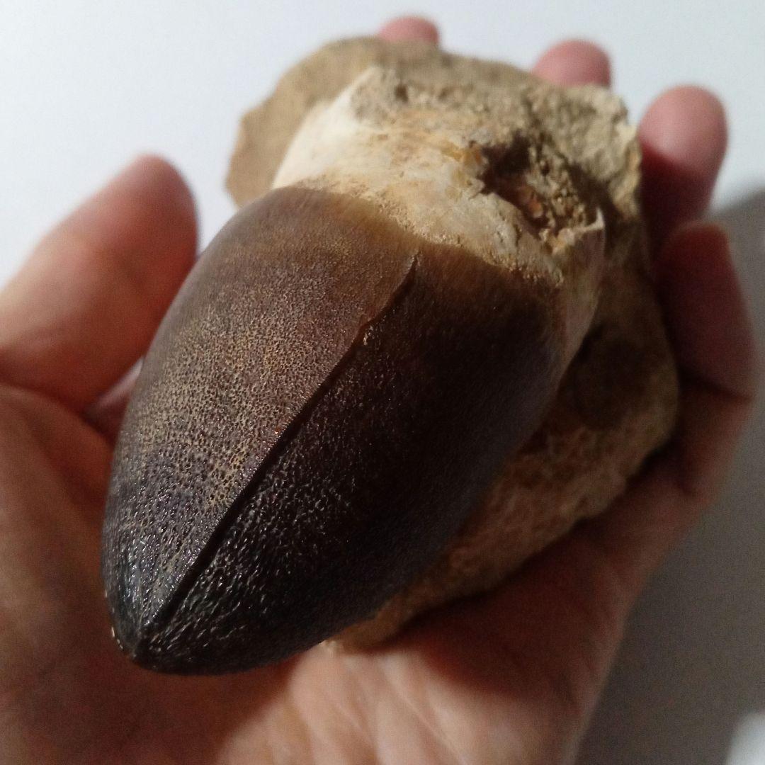 恐竜　歯化石　モササウルス　特大歯　極美麗