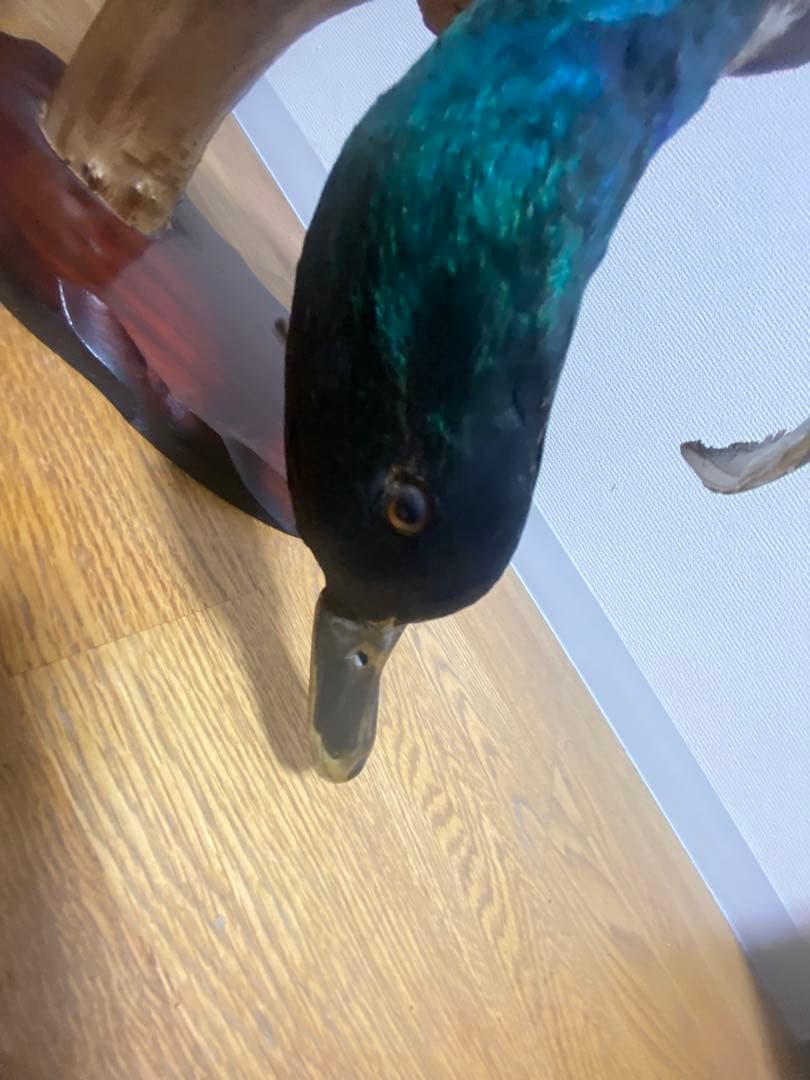 リアル剥製（本物）マガモ／カモ 剥製 木製台座付き