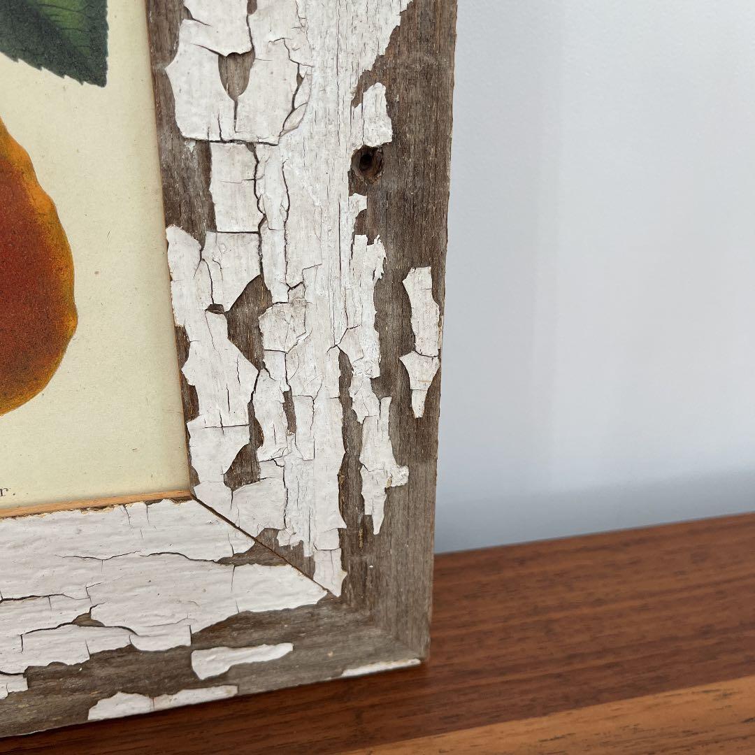 ボタニカルアートフレーム/ヴィンテージ植物画フレーム2枚組【定価22,000円】