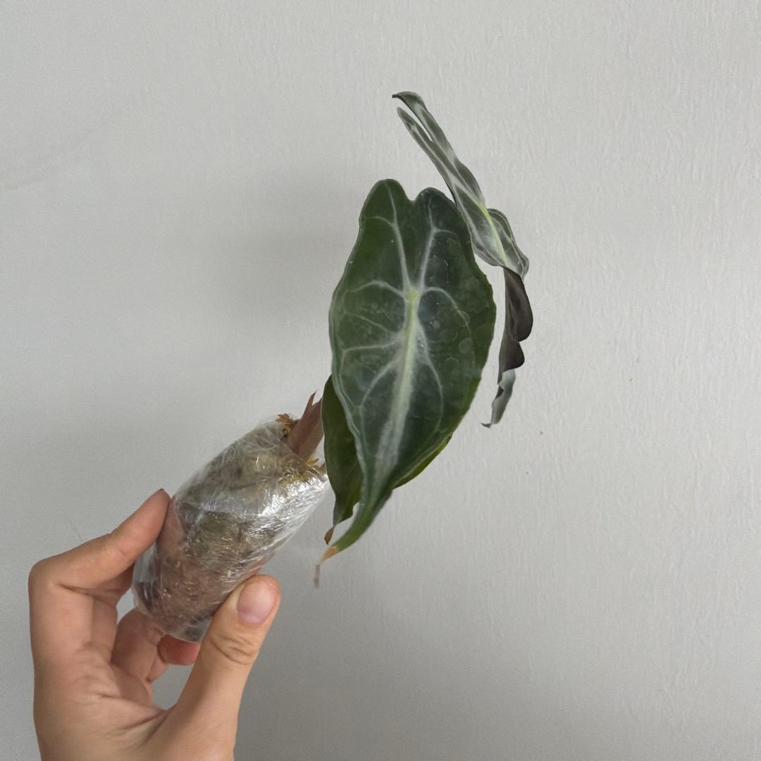 アロカシア ヴェノム Alocasia 'Venom' 管理番号s227