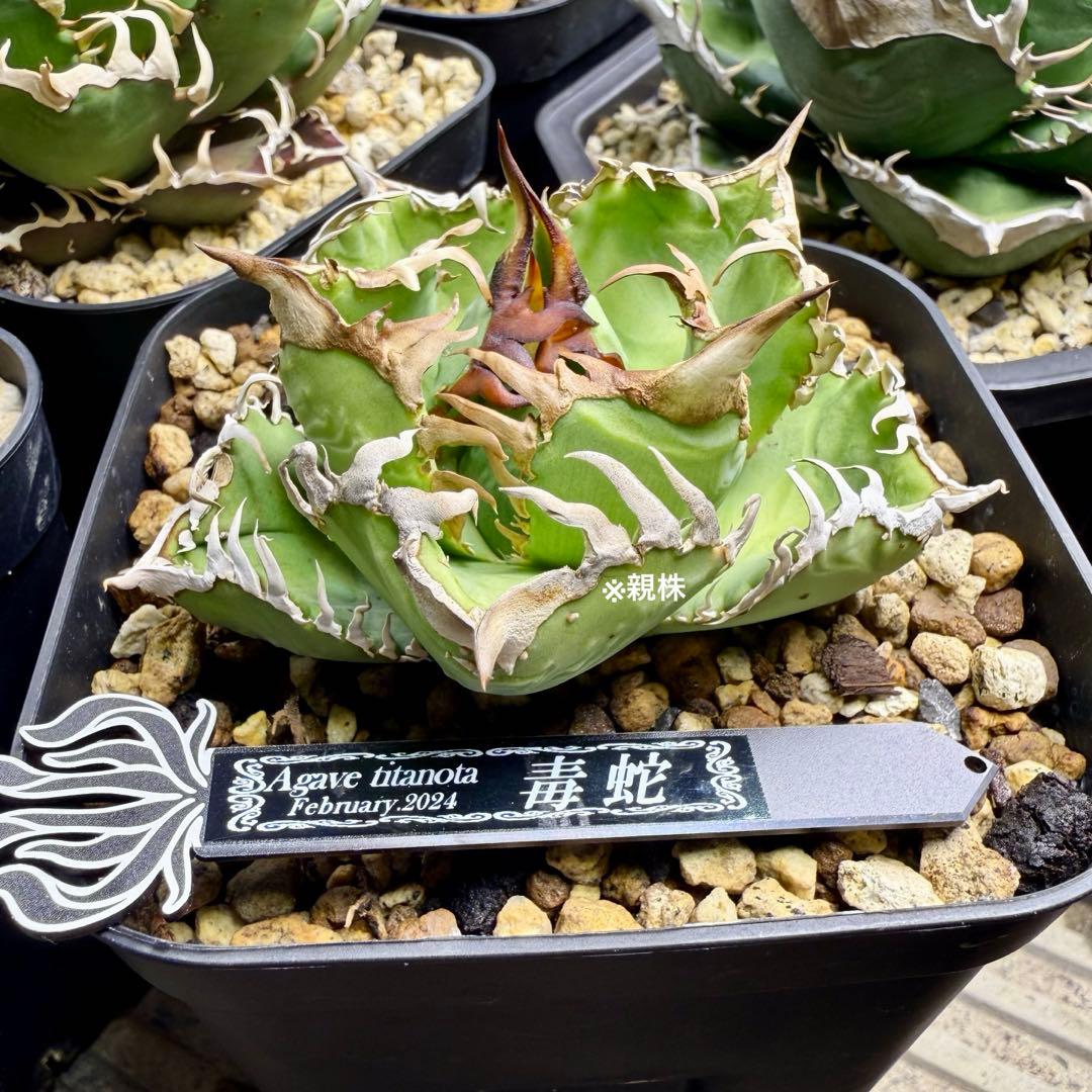 アガベチタノタ　毒蛇【限定値下げ】