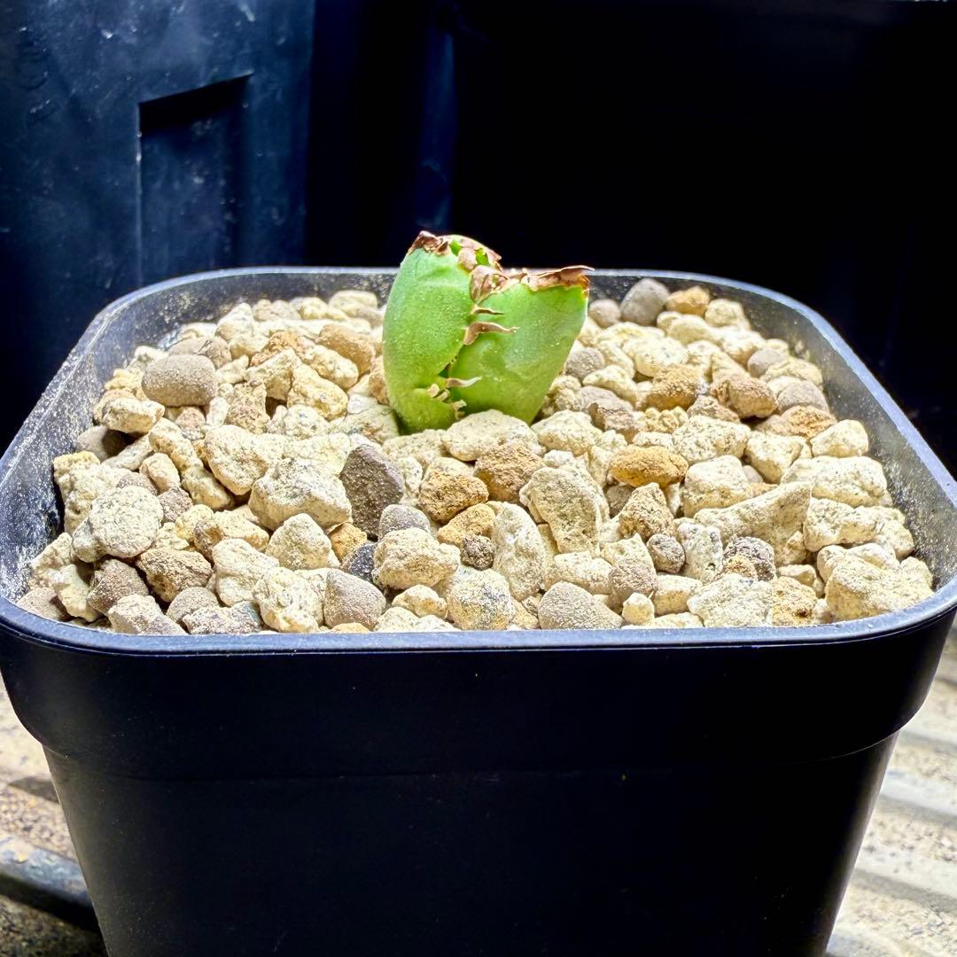 アガベチタノタ　毒蛇【限定値下げ】