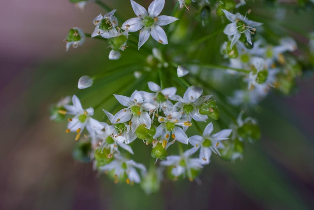 箱付き美品！絶版マクロ！ZEISS Makro-Planar 50mm ZF2